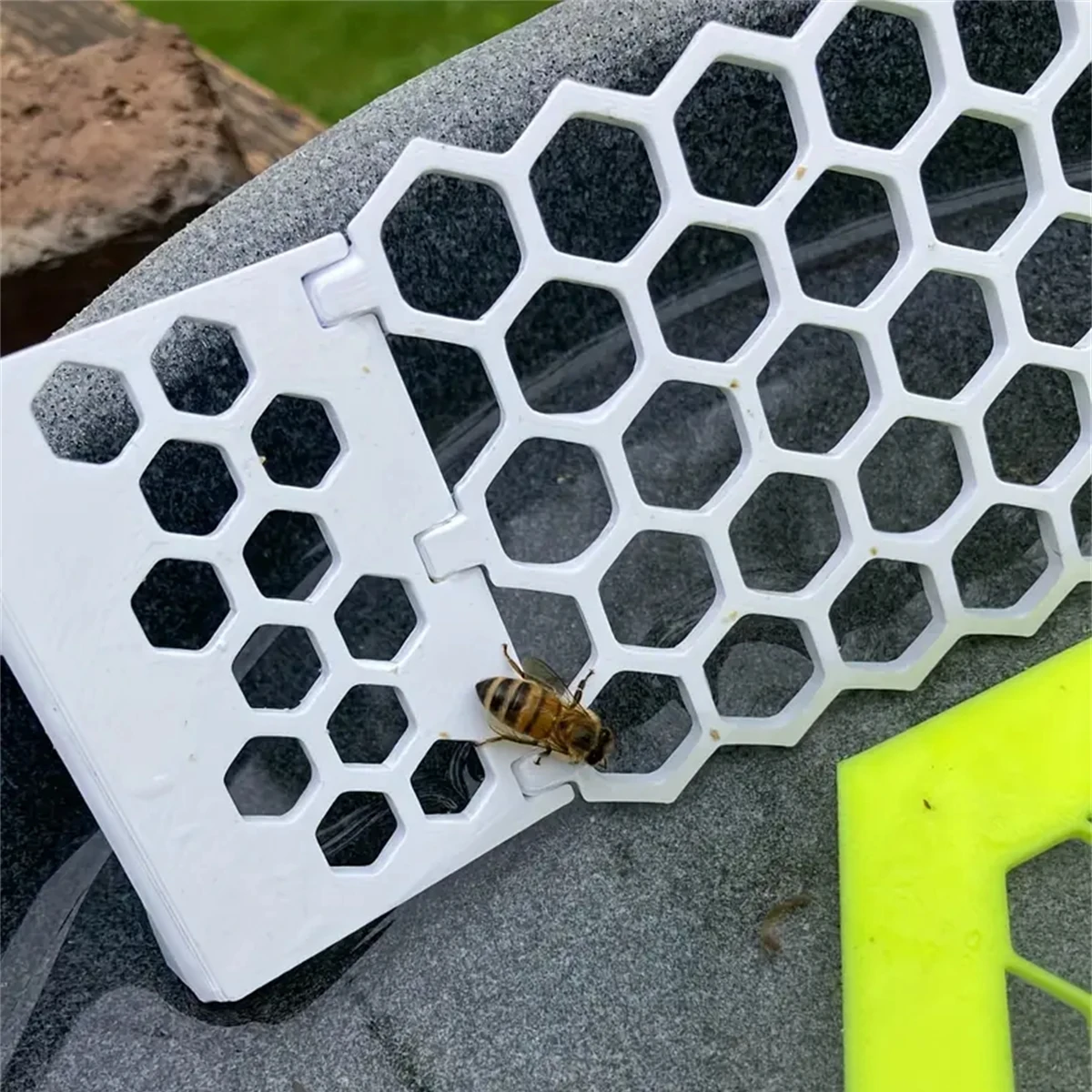 1pc Floating Bee Ladders Folda - огляд і ціна Begonia Rex