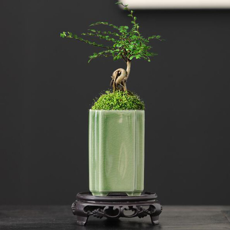 Porcelain Square Celadon Glaze - огляд і ціна Pilea Peperomioides