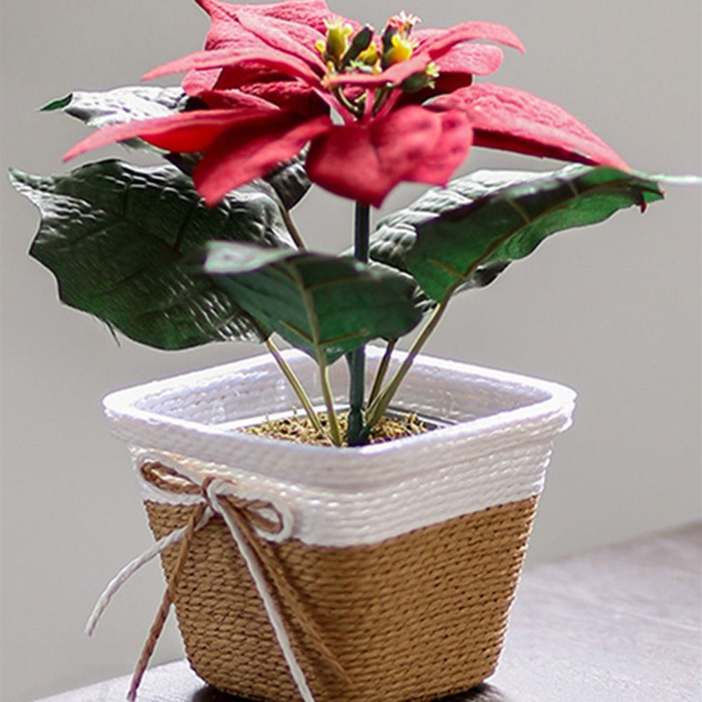 Paper Rope Braided Braided Flo - огляд і ціна Pilea Peperomioides