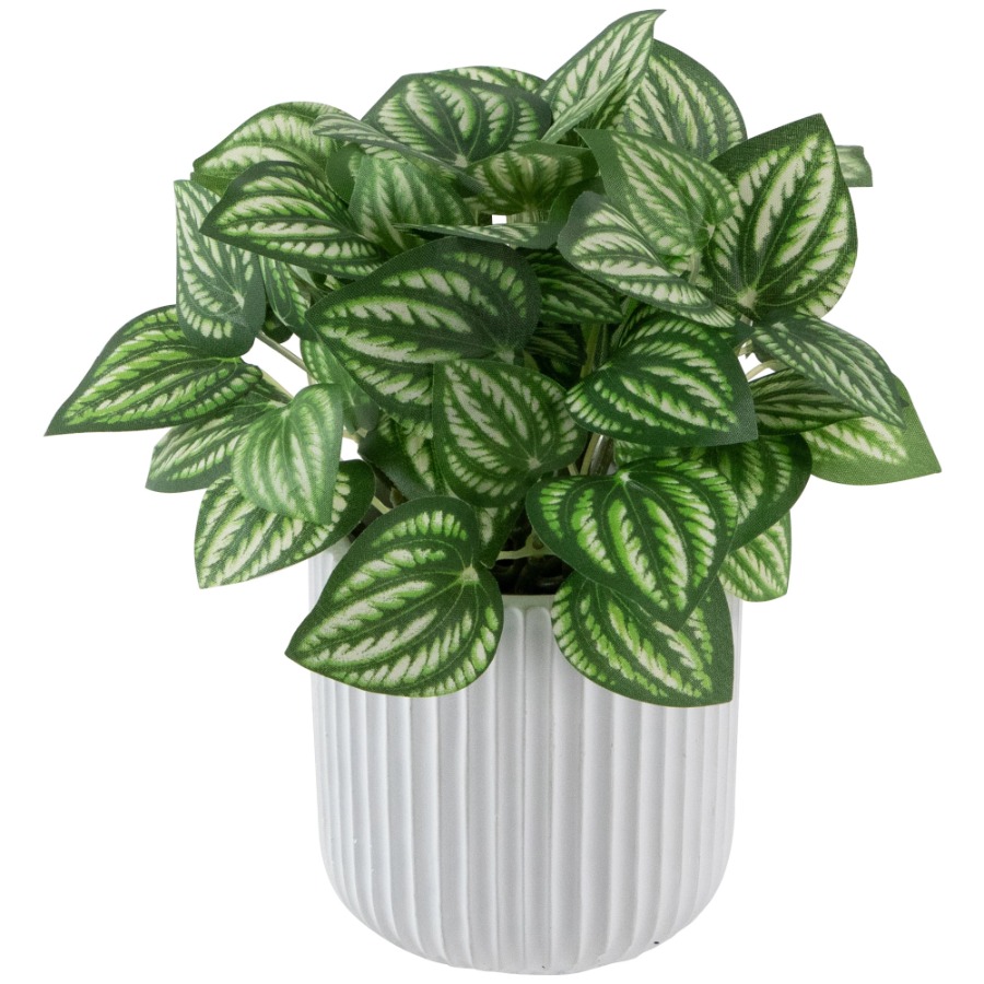 Artificial Watermelon Peperomi - огляд і ціна Peperomia Watermelon
