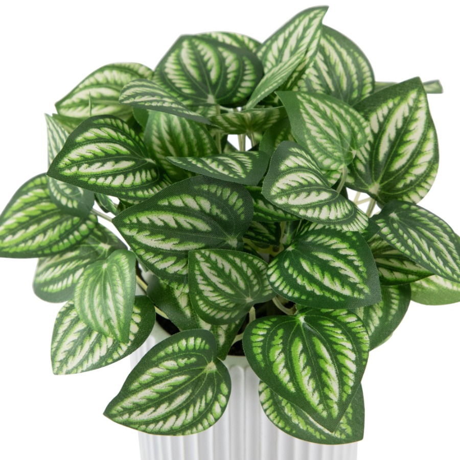Artificial Watermelon Peperomi - огляд і ціна Peperomia Watermelon