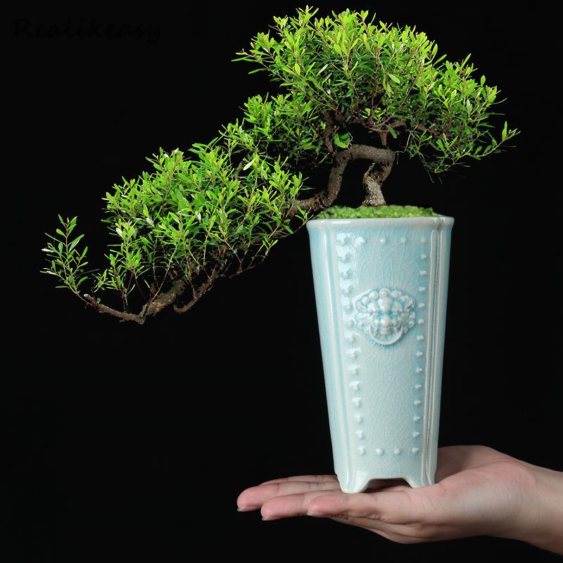 Creative Chinese Ceramic Flowe - огляд і ціна Pilea Peperomioides